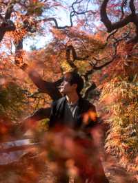 【新宿】新宿御苑の紅葉ポートレート：秋の美しい風景と自然に包まれる癒しの時間🍁				