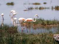 Paradise for bird watchers! Day trip to Lake Nakuru.