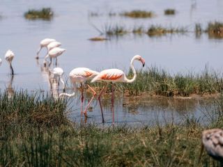 Paradise for bird watchers! Day trip to Lake Nakuru.