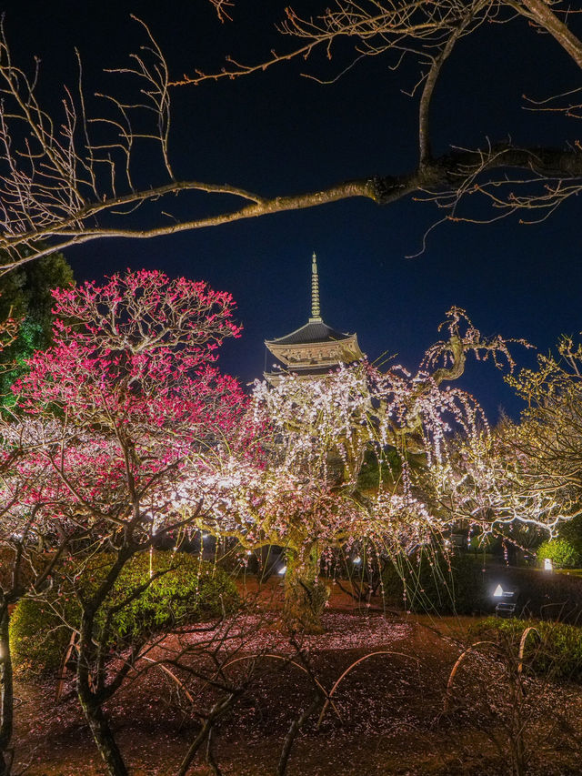 1000円で見れる絶景！春の訪れ🌸 京都と言えばド定番のココ‼️｢東寺｣