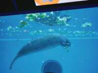 美麗海水族館🐋為了見鯨鯊一面一定要去