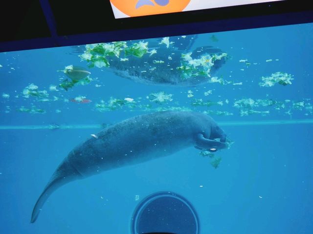 美麗海水族館🐋為了見鯨鯊一面一定要去