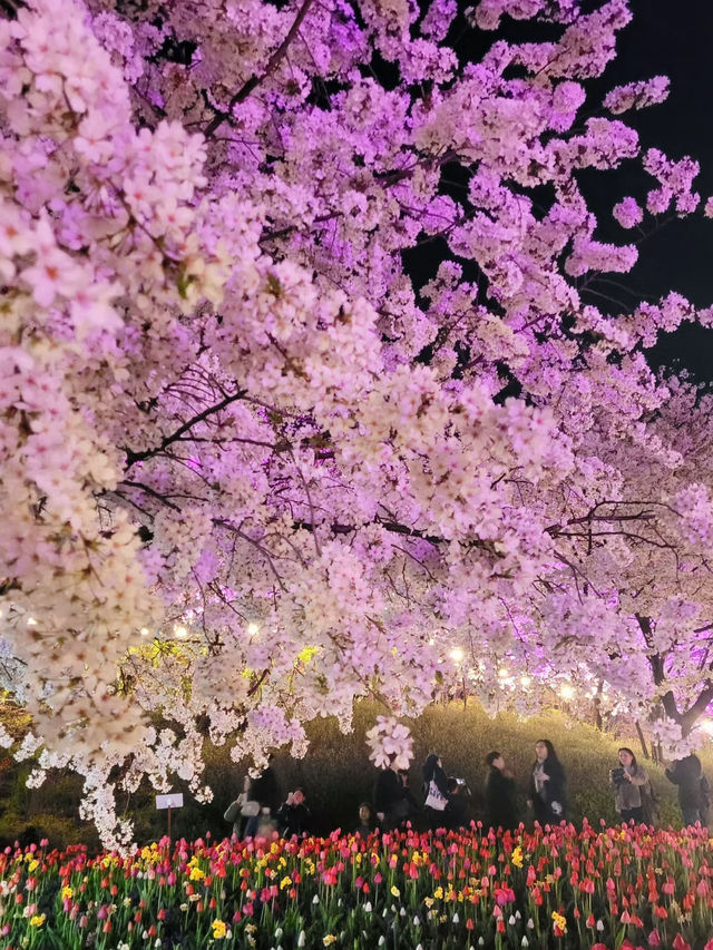 🌸 首爾櫻花狩獵：追尋春天最浪漫的粉色風暴！ ✨🌿 