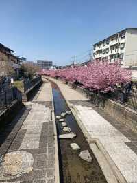 Early blooming sakura - kyoto/osaka
