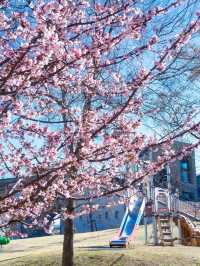 Chasing Sakura at Atami Castle