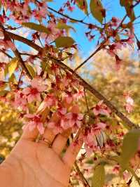 Chasing cherry blossom at Doi Inthanon 🌸