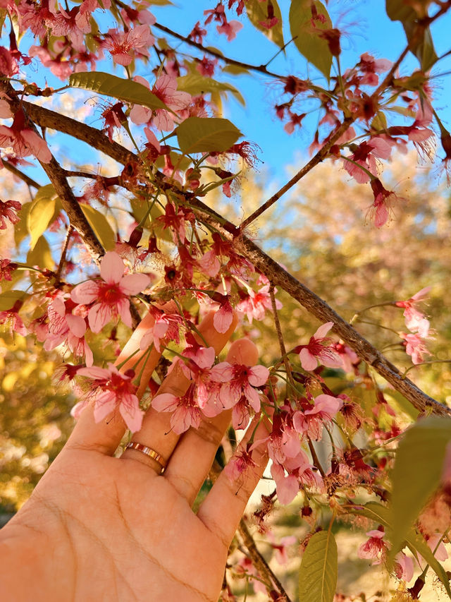Chasing cherry blossom at Doi Inthanon 🌸