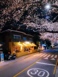 벚꽃이 가득한 온천천 카페거리 밤산책🌸🖤