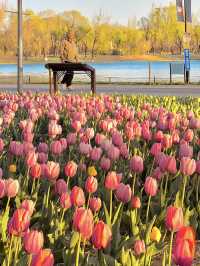 🌷 Tulips Spotted in Chaoyang Park! 🌅