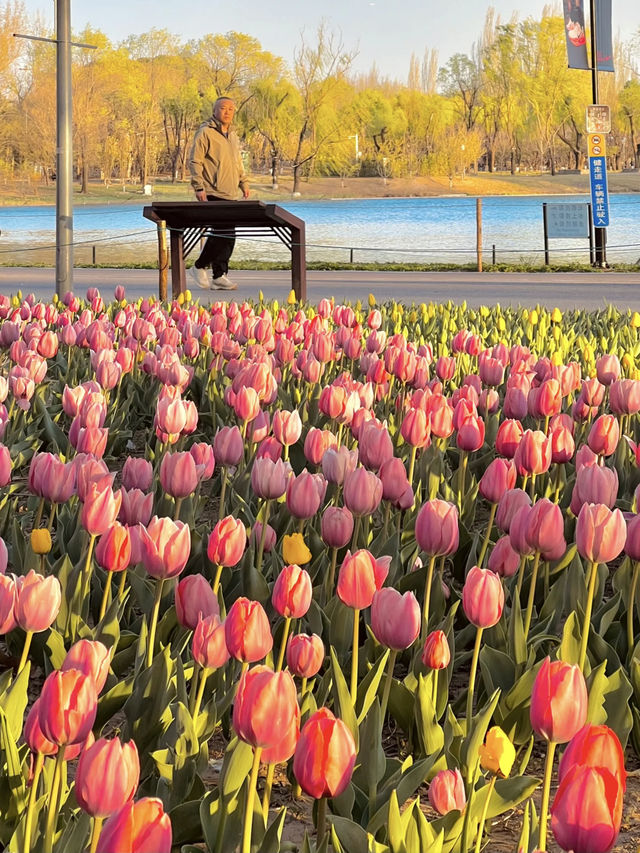 🌷 Tulips Spotted in Chaoyang Park! 🌅