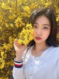 벚꽃 구경하기 좋은 곳!