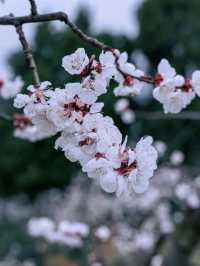 Sakura Season In Chengdu