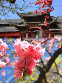 Pink Paradise in Dali Ancient Town
