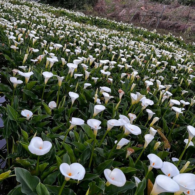 陽明山竹子湖