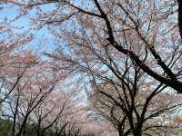 벚꽃터널길에서 봄즐기기🌸
