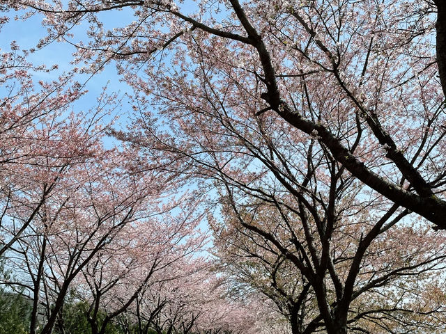 벚꽃터널길에서 봄즐기기🌸