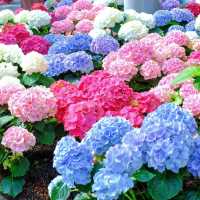 Miracle of Natural 