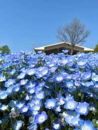 Spring Outing at Toneri Park – A Sea of Nemophila 🌸💙