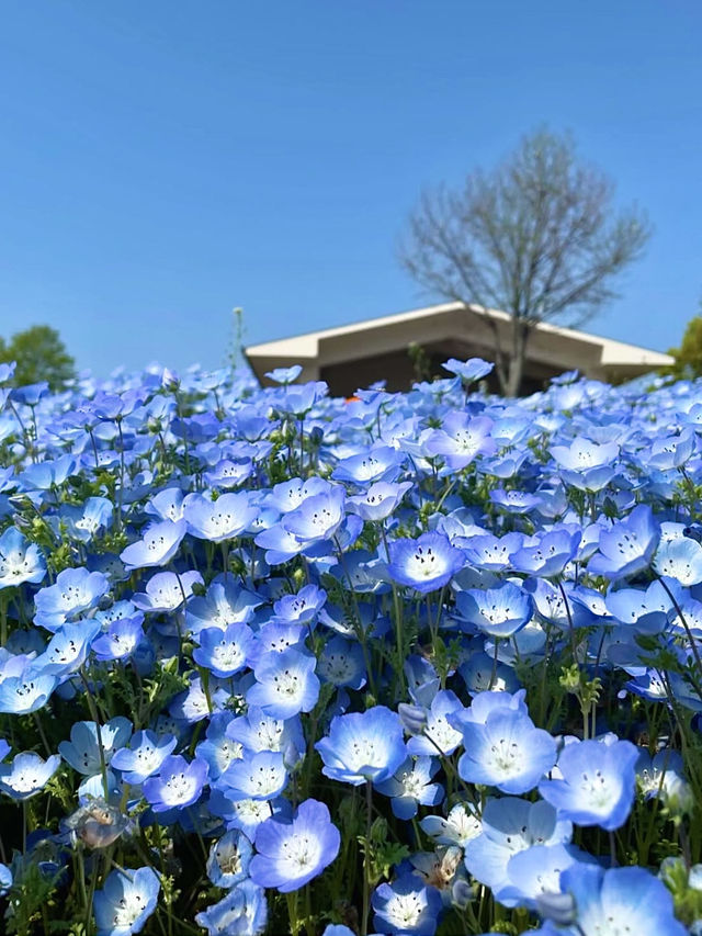 Spring Outing at Toneri Park – A Sea of Nemophila 🌸💙