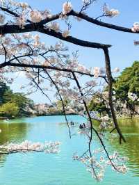 Cherry Blossoms in Full Bloom at Omiya Park