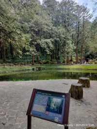 ไปดูดอกแมกโนเลียที่ Alishan 