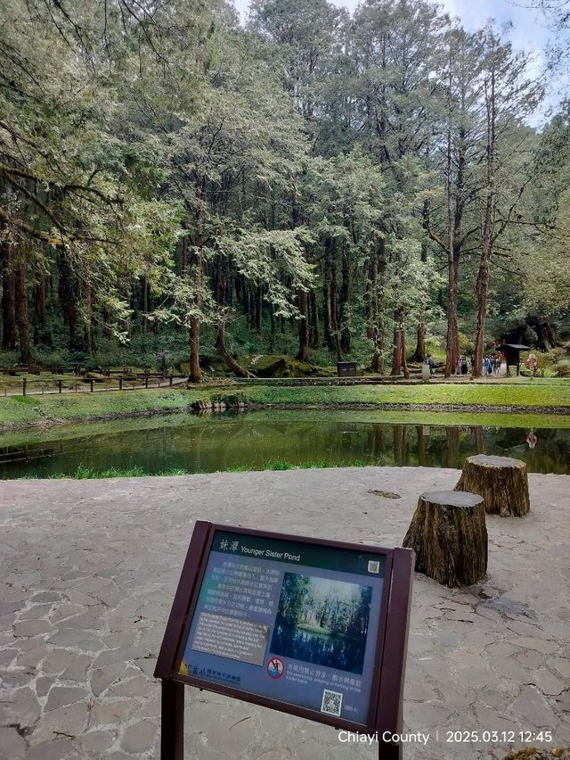 ไปดูดอกแมกโนเลียที่ Alishan 