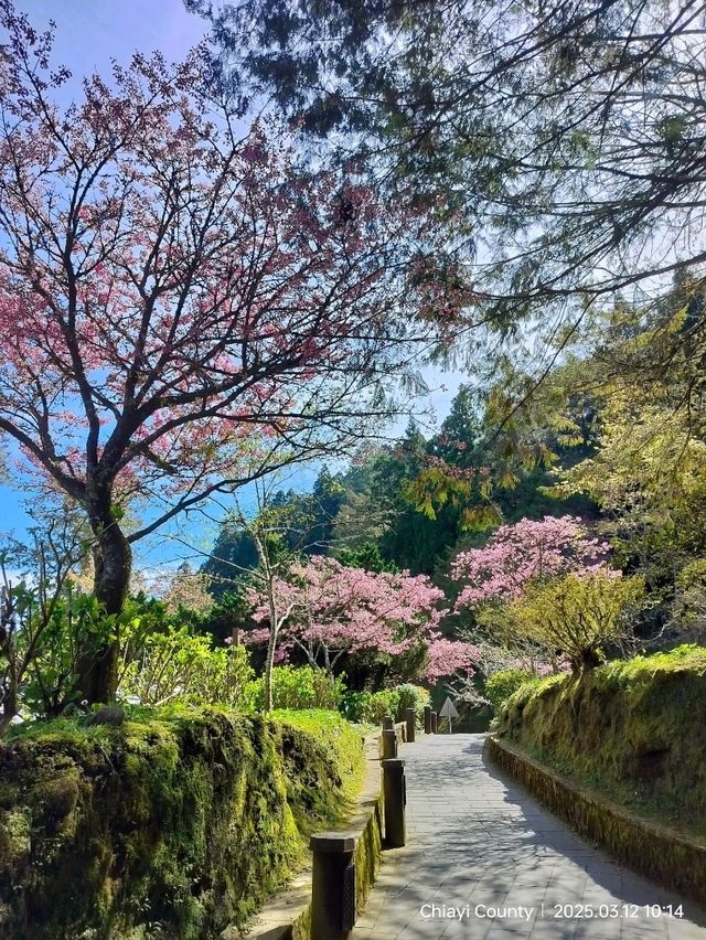 ไปดู The King of Cherry Blossom Alishan 