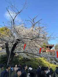 日本百大賞櫻勝地🌸東京上野恩𧶽公園🌸