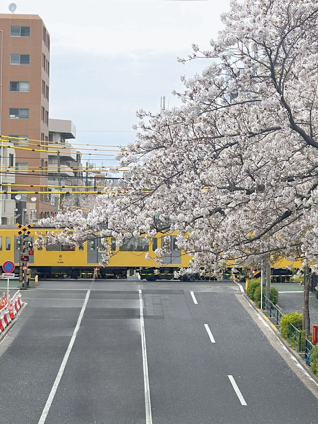 東京小眾賞櫻攻略🌸中野北口-新井藥師前