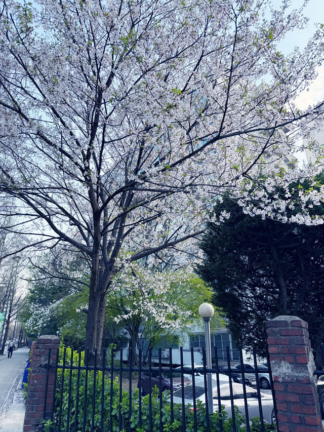 천호동 벚꽃길 추천드려요!