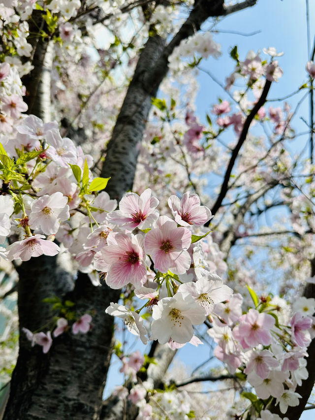 [Japan 2025] Ice cream & sakura