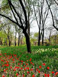 눈 내리던 4월의 서울숲 🌷 튤립 현황