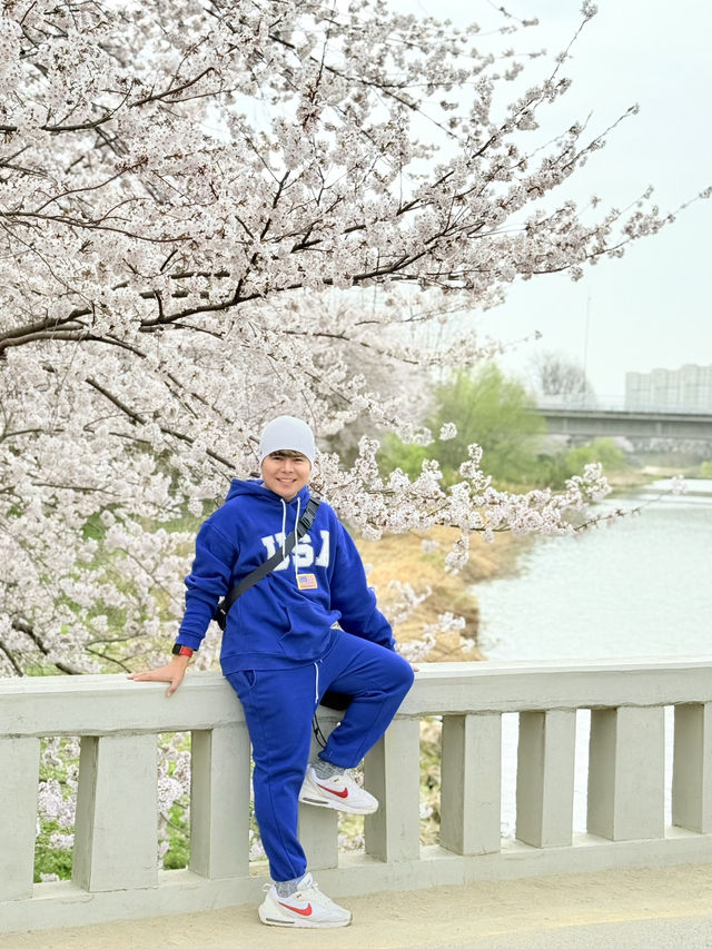 CHERRY BLOSSOMS IN SOUTH KOREA