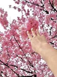 Sakura season