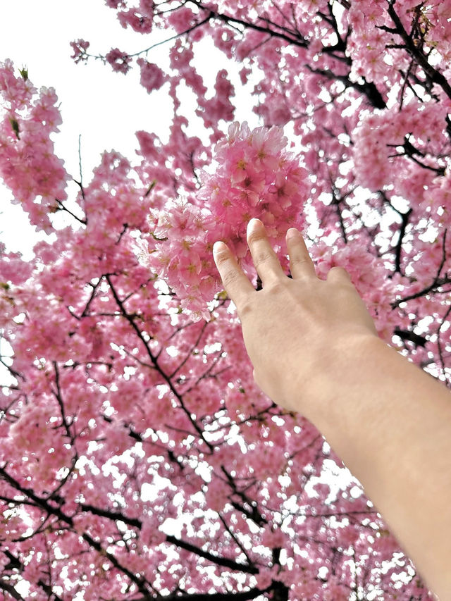 Sakura season