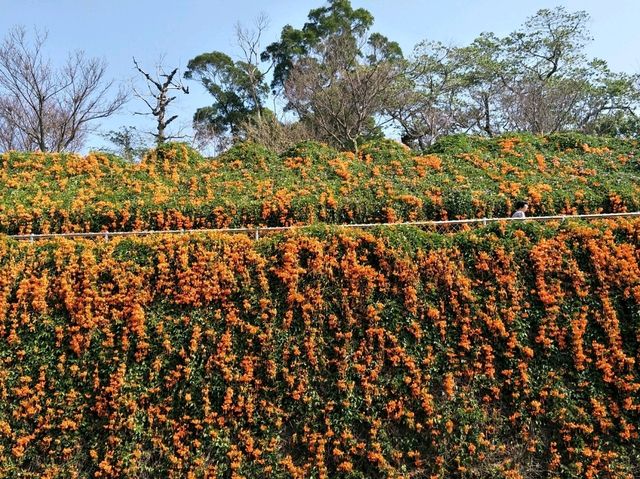 #炮仗花海公園-苗栗縣銅鑼鄉