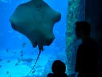A Magical Day at S.E.A. Aquarium Singapore – Perfect for Kids and Families!