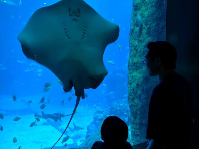 A Magical Day at S.E.A. Aquarium Singapore – Perfect for Kids and Families!