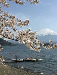 Perfect Cherry blossom view with Mount Fuji @ Kawaguchi Lake 