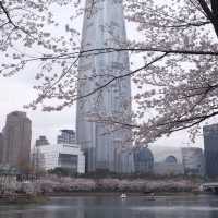 Lotte World Tower / Seokchon Lake Cherry Blossom