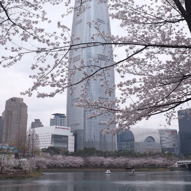 Lotte World Tower / Seokchon Lake Cherry Blossom