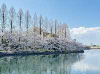 大阪城公園の桜
