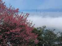 汐止大尖山步道，賞櫻兼健行半日遊 Go