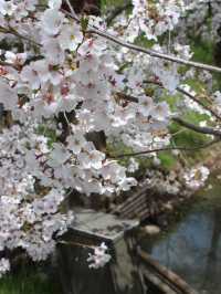 Ueda Johseki Park Cherry Blossoms– Nagano’s "Battlefield Sakura