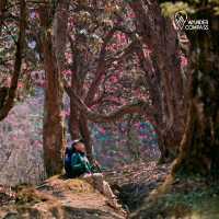 Annapurna trips 