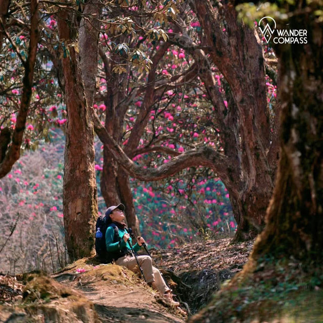 Annapurna trips 