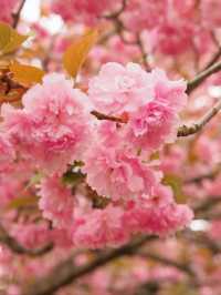 Ikaho Jinja Sakura – Hidden Gem of Stone Steps and Blossoms