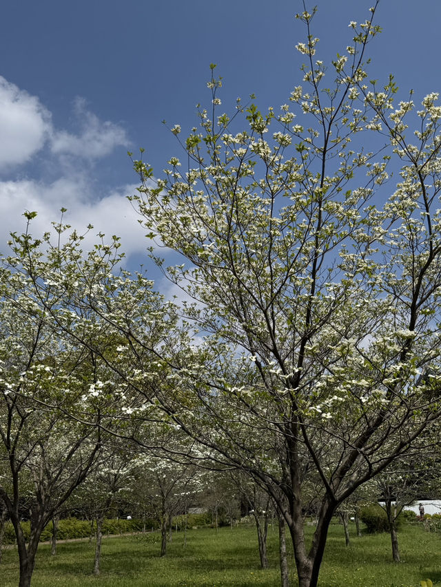 東京｜代代木公園的櫻花之美