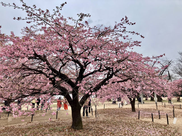 河津櫻 @ 代代木公園