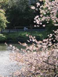 東京 新宿御苑 賞櫻好方便 🌸